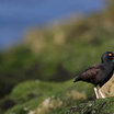 Black Oystercatcher
